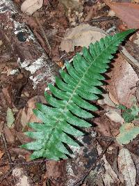 Blechnum hastatum image