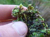 Azolla rubra image