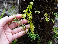 Tmesipteris lanceolata image