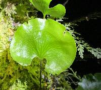 Hymenophyllum nephrophyllum image