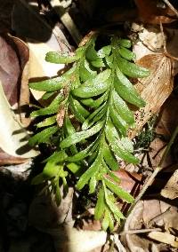 Tmesipteris truncata image