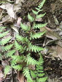 Anisocampium niponicum image