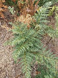 Pteridium esculentum image