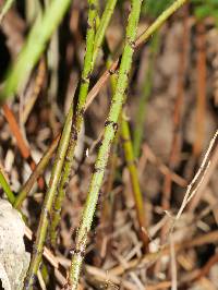 Polystichum oculatum image