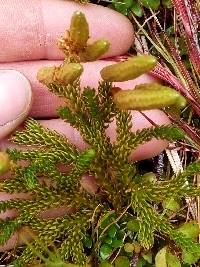 Austrolycopodium fastigiatum image