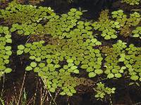 Salvinia auriculata image