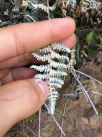 Myriopteris newberryi image