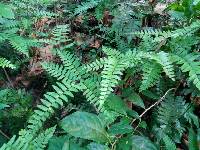 Adiantum latifolium image