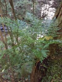 Asplenium rutifolium image