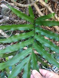 Aglaomorpha sparsisora image