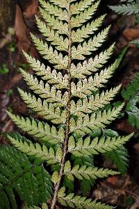 Polystichum neozelandicum image