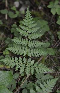 Dryopteris expansa image