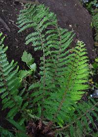 Polystichum setiferum image