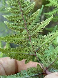 Anisocampium niponicum image