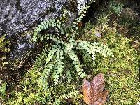 Asplenium adulterinum image