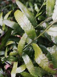 Arthropteris tenella image