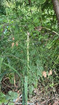 Equisetum telmateia image