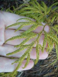 Pseudodiphasium volubile image