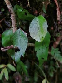 Hymenophyllum cruentum image