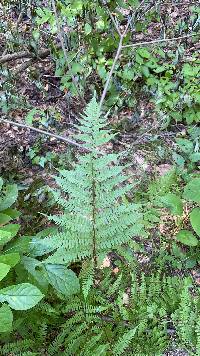 Athyrium angustum image