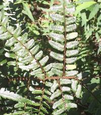 Dryopteris erythrosora image