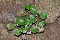 Adiantum reniforme image