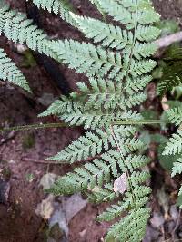 Dryopteris expansa image