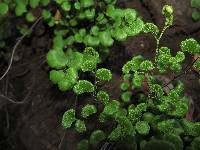 Adiantum chilense var. sulphureum image