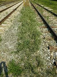 Equisetum ramosissimum subsp. ramosissimum image