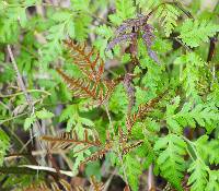 Pteris macilenta image