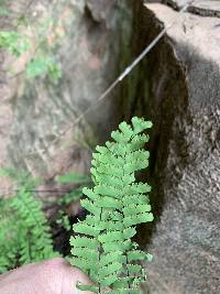 Adiantum aleuticum image