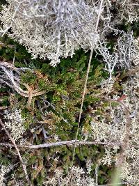 Selaginella wallacei image