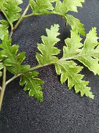 Pteris macilenta image