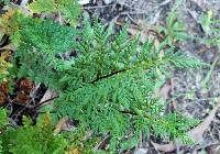 Cheilanthes austrotenuifolia image