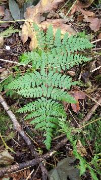 Dryopteris expansa image