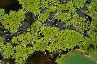 Salvinia natans image