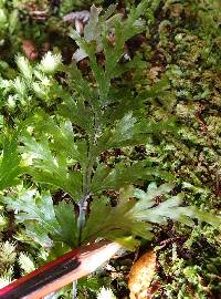 Hymenophyllum dilatatum image