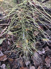 Equisetum pratense image