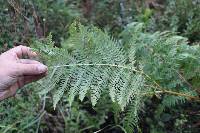 Pteridium aquilinum subsp. aquilinum image