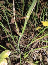 Equisetum ramosissimum subsp. ramosissimum image