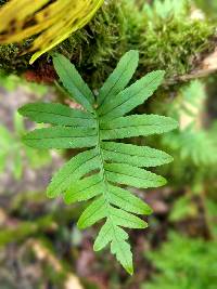 Polypodium vulgare image