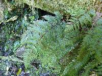 Leptolepia novae-zelandiae image
