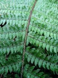 Polystichum setiferum image