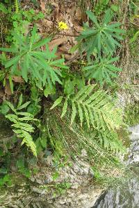 Polypodium cambricum image