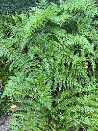 Dryopteris erythrosora image