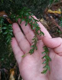 Tmesipteris tannensis image