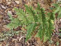 Osmunda japonica image