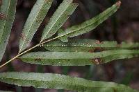 Plenasium vachellii image