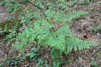 Pteridium aquilinum subsp. aquilinum image