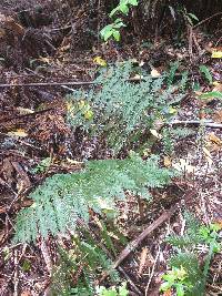 Leptopteris hymenophylloides image